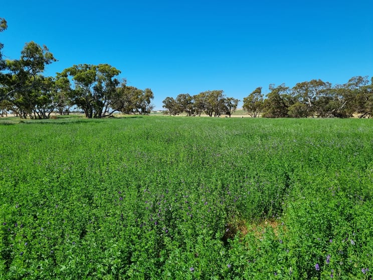 555 Mail Bridge Road Kingston Se SA 5275 - Image 3