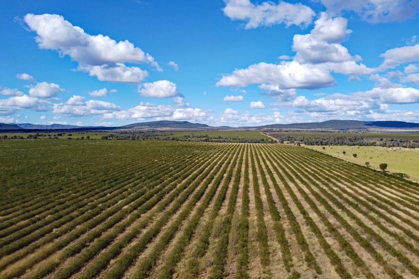 "Millar Fields" Kavanaghs Road Banana QLD 4702 - Image 3