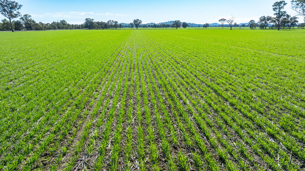 'Eden Hope'/424 Taylors Rd Culcairn NSW 2660 - Image 3