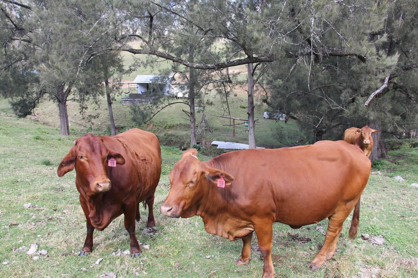 Lot 36 Demon Creek Road Tenterfield NSW 2372 - Image 1