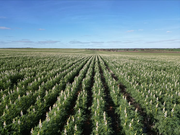 Schoddes Road Sea Lake VIC 3533 - Image 2