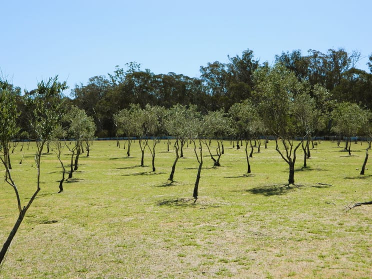 485 Reedy Creek Road Rylstone NSW 2849 - Image 2
