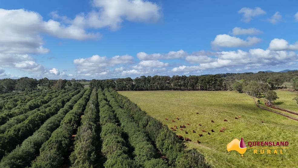 Banchio Road Tolga QLD 4882 - Image 3