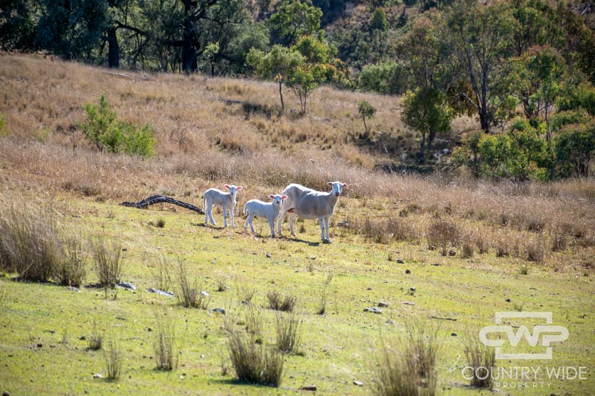 Click to view all images 12, 212 Mole Station Road Tenterfield NSW 2372 - Image 3