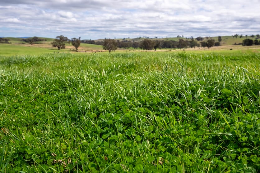 Click to view all images 'Cronga Peak' 157 Cronga Peak Road Molong NSW 2866 - Image 3