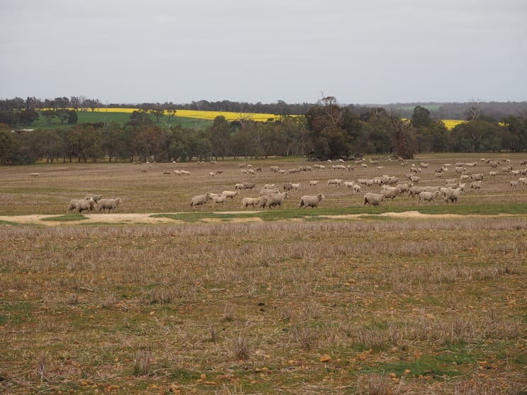 Click to view all images Dowrene Farm, Cnr Yerriminup and Yarralena Roads Cranbrook WA 6321 - Image 1