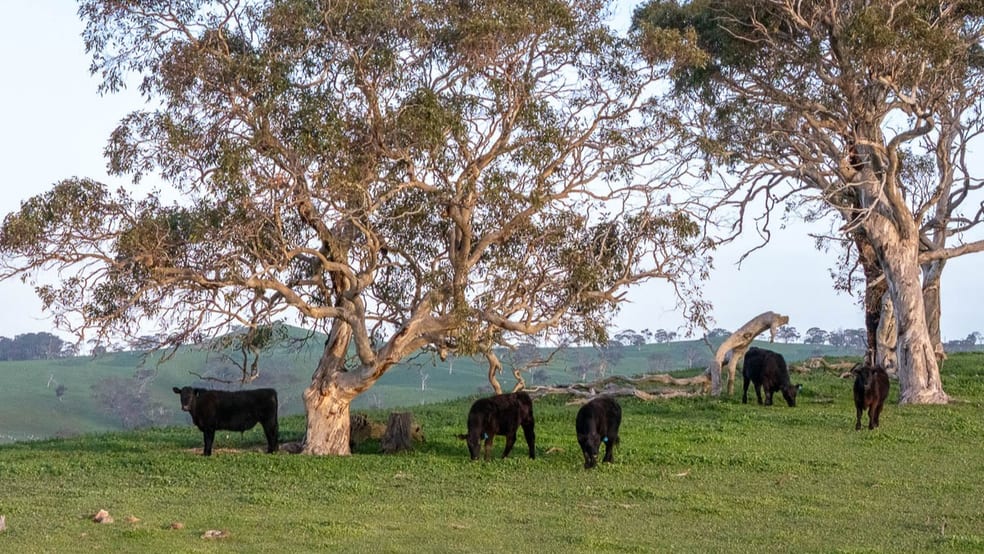 Click to view all images Lot 2 Old Bull Creek Rd Strathalbyn SA 5255 - Image 2