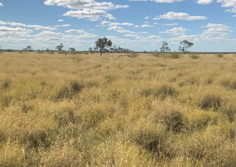 'Glenthomson' Thomson Developmental Road Longreach QLD 4730 - Image 2