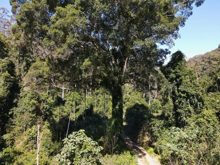 251 Moores Road Dungog NSW 2420 - Image 3