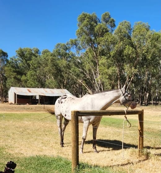 95 Creek Rd Numurkah VIC 3636 - Image 3