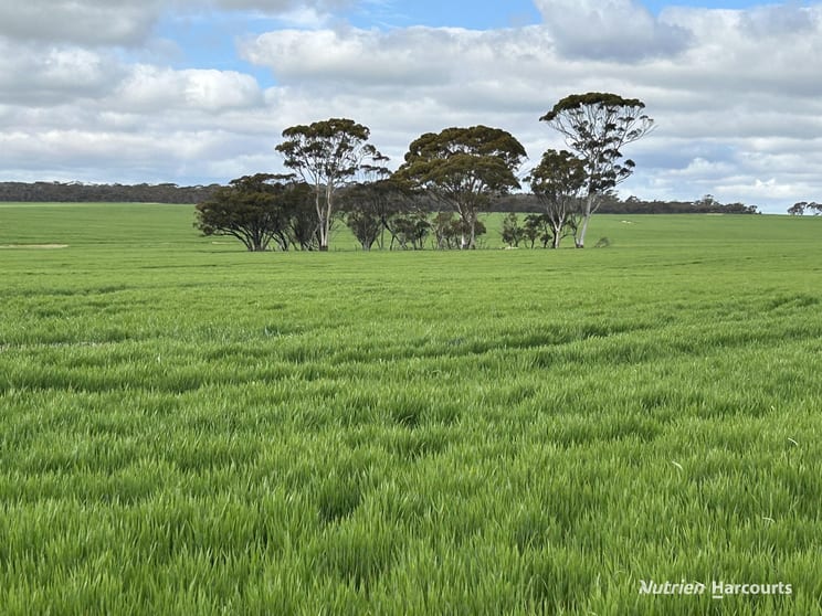 Click to view all images 1255 Kukerin South Road ((Lot 14965) Kukerin WA 6352 - Image 1