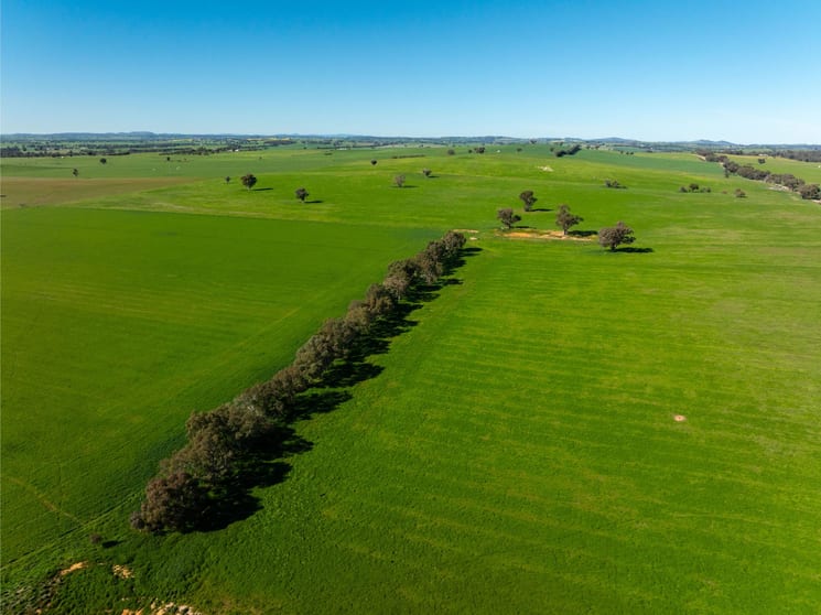 272 Bulloc Hill Road Mangoplah NSW 2652 - Image 1