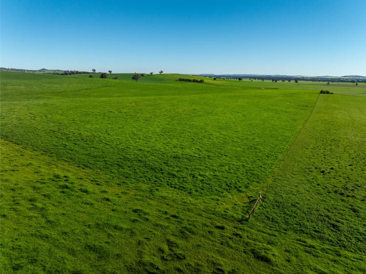 272 Bulloc Hill Road Mangoplah NSW 2652 - Image 2