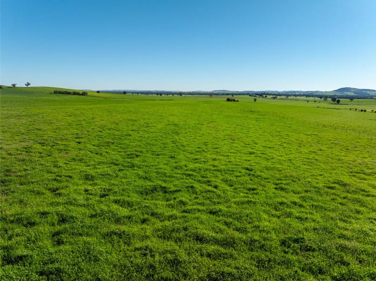 272 Bulloc Hill Road Mangoplah NSW 2652 - Image 3