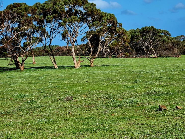 958 Crabbs Road Newland SA 5223 - Image 2