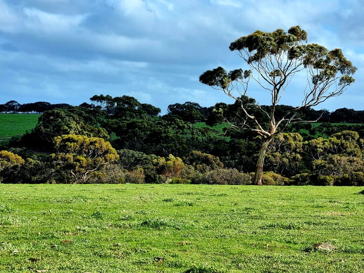 958 Crabbs Road Newland SA 5223 - Image 3