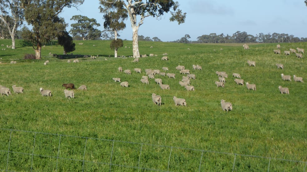 "Wyruna" 2989 Naracoorte Road Western Flat SA 5268 - Image 2