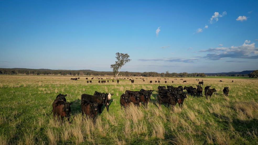 1559 Digilah Road Dunedoo NSW 2844 - Image 3