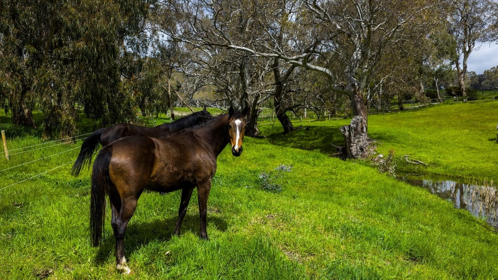 79 Harper Road Mount Barker Springs SA 5251 - Image 2