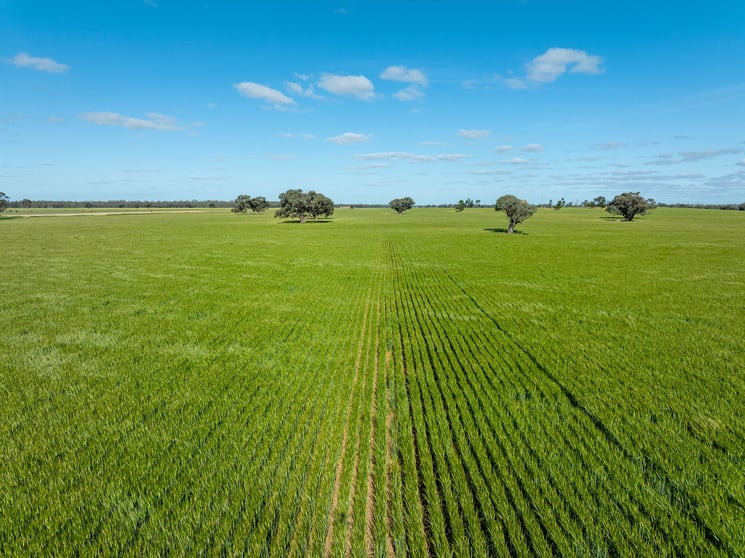 265 Bookit Island Lane Barham NSW 2732 - Image 3