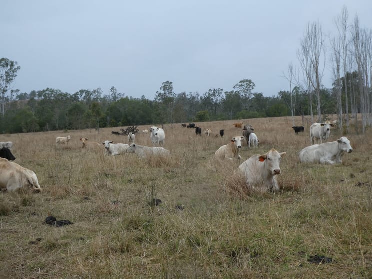 Click to view all images Lot 26 Tenningering Road Good Night QLD 4671 - Image 3
