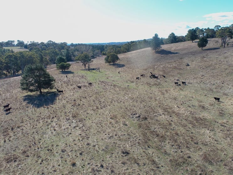 1173 Cargo Road Lidster NSW 2800 - Image 2