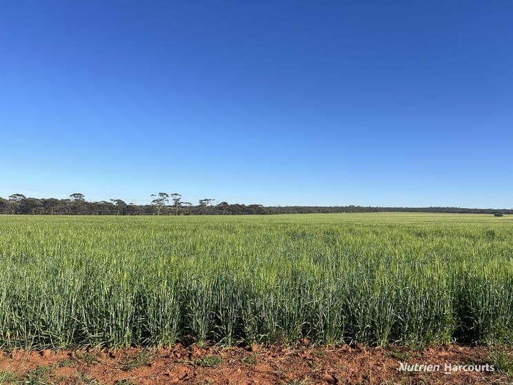 1650 Dulyalbin Road South Bodallin WA 6424 - Image 1