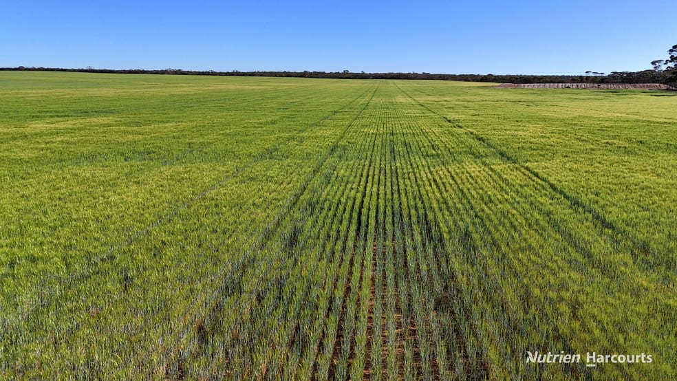 1650 Dulyalbin Road South Bodallin WA 6424 - Image 3