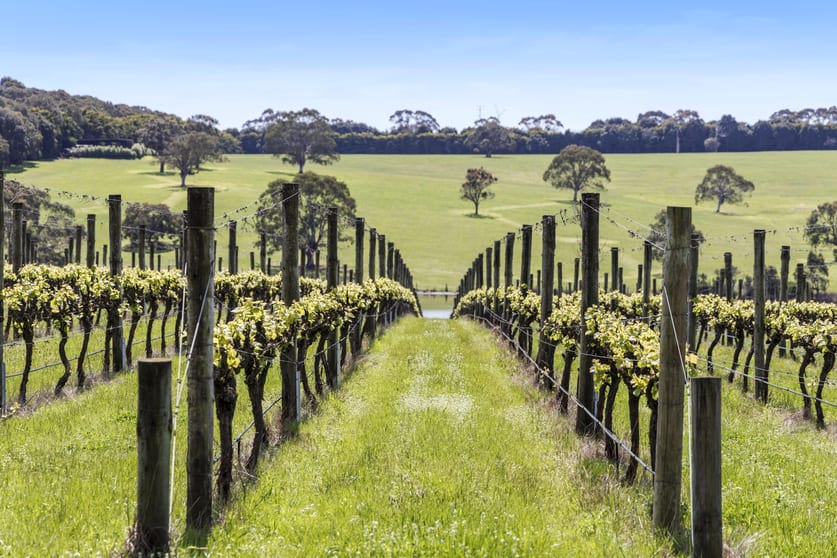 50 Foxeys Road Tuerong VIC 3915 - Image 3