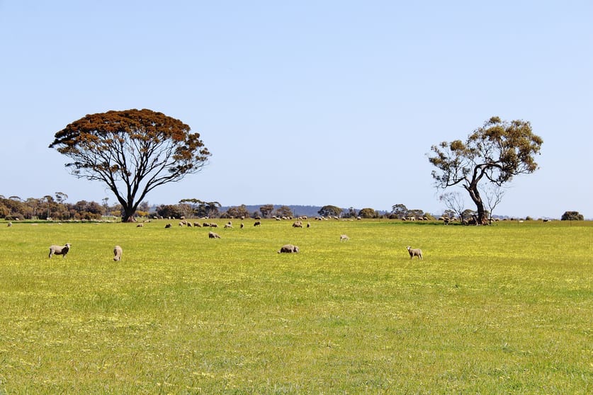 Click to view all images 256 WAGIN-DUMBLEYUNG ROAD Wagin WA 6315 - Image 1