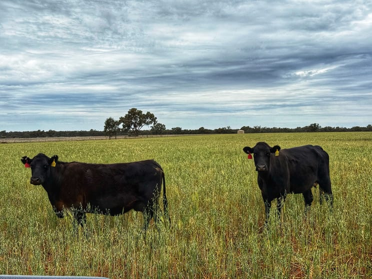 'Napunyah' 1224 Eremeran Road Condobolin NSW 2877 - Image 1