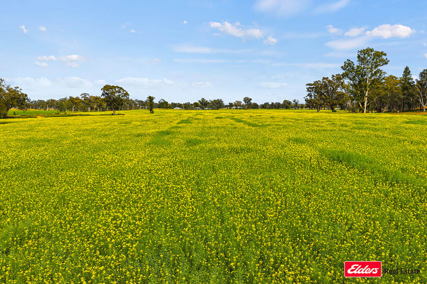 Click to view all images 223 Morans Road Bribbaree NSW 2594 - Image 2