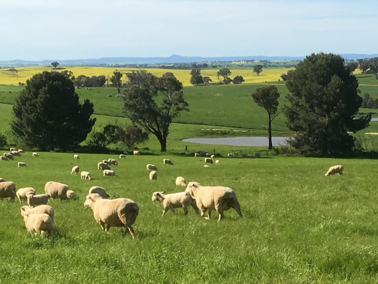 100 Powderly's Road Young NSW 2594 - Image 3