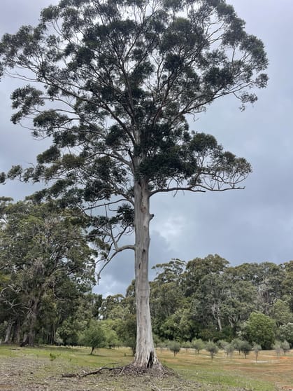 Click to view all images 166 Redgate Road Witchcliffe WA 6286 - Image 2