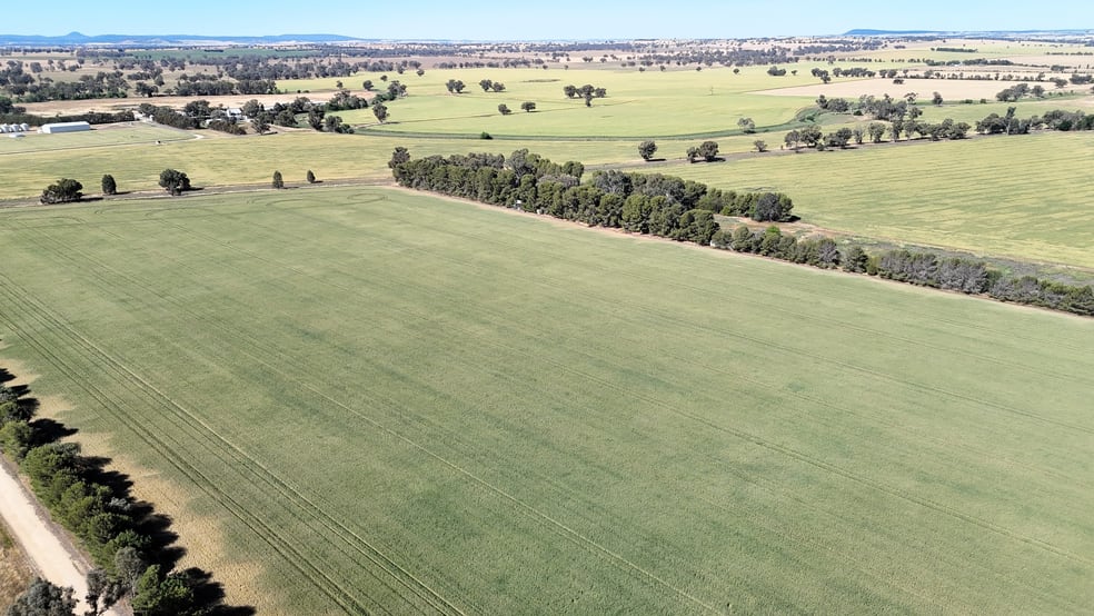 1063 Old Forbes Road Young NSW 2594 - Image 3