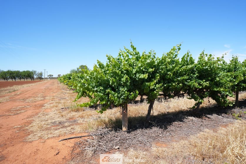 1489 McDonough Road Yenda NSW 2681 - Image 3