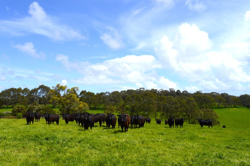5 Darshan Lane Koonwarra VIC 3954 - Image 3