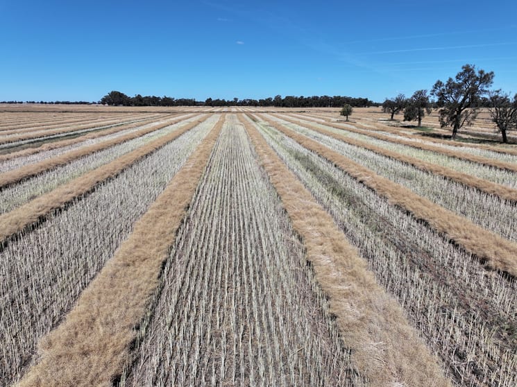 Click to view all images 819 Mayrung Road Deniliquin NSW 2710 - Image 1