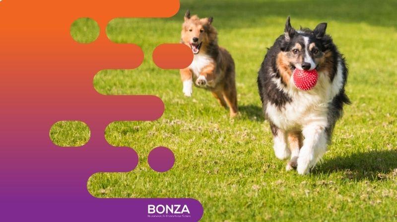 Animal Related  business for sale in Manly - Image 3