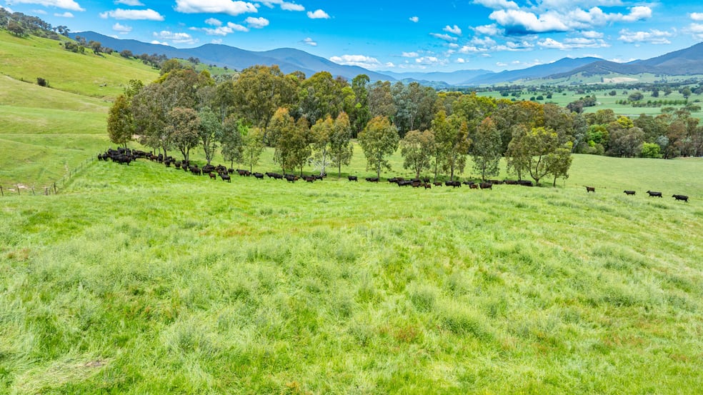 Swamp Lane Dederang VIC 3691 - Image 2