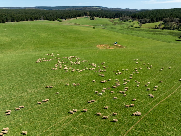 Click to view all images 439 Tuglow Forest Road Shooters Hill NSW 2787 - Image 3