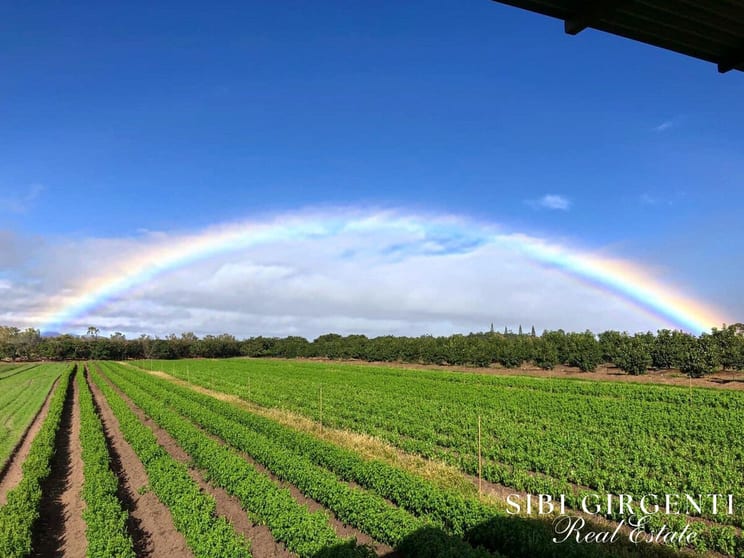 Click to view all images 1611 Mareeba-Dimbulah Arriga QLD 4880 - Image 2