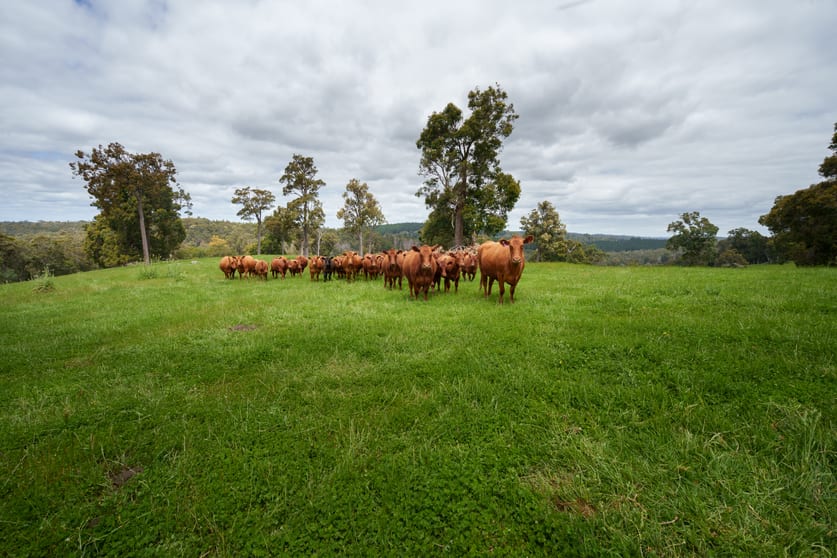 Lot 4 Kammann Road (Upper Warren) Manjimup WA 6258 - Image 1