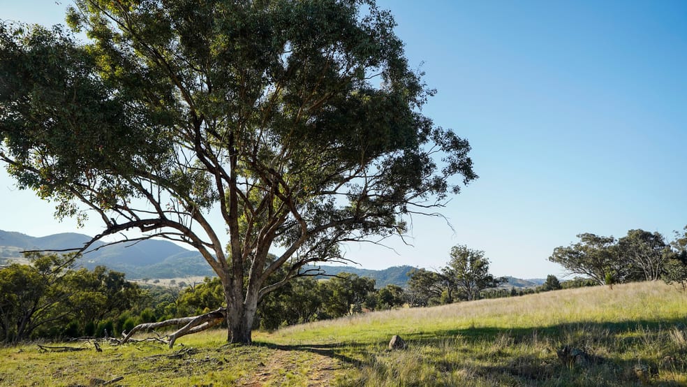 701 Yarragal Road Yarragal NSW 2820 - Image 1