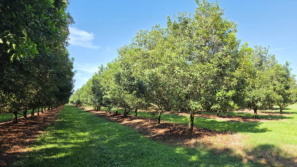 389 Teven Road Teven NSW 2478 - Image 2