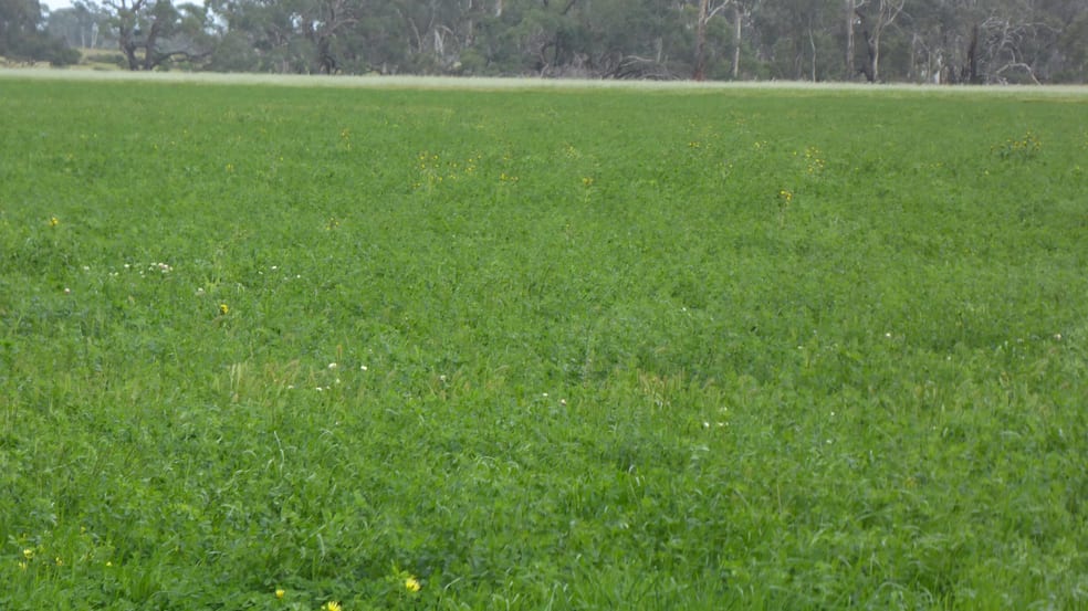 2448 Bangham Road Frances SA 5262 - Image 3