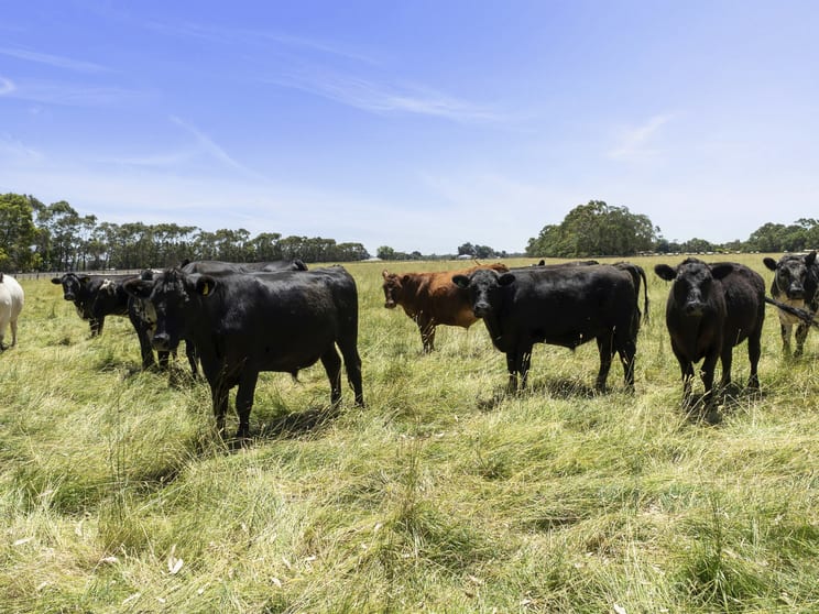 285 Swan Marsh-Stonyford Road Swan Marsh VIC 3249 - Image 3
