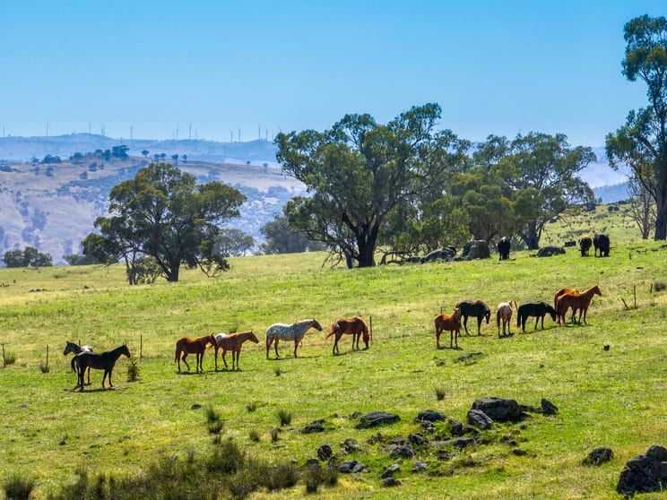 Click to view all images 134 Kirribili Road Canowindra NSW 2804 - Image 2