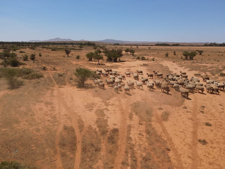 258 Pycroft Rd Orroroo SA 5431 - Image 1