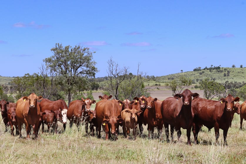Click to view all images "The Farm" 1282 Semples Road Thangool QLD 4716 - Image 1
